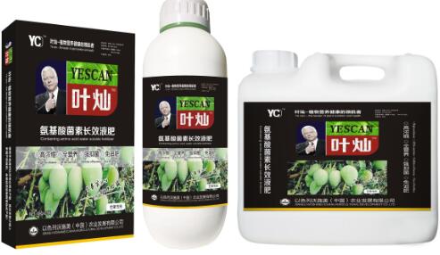 叶灿 芒果专用